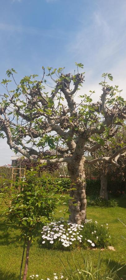 Olive Tree Διαμέρισμα Ζαντάρ Εξωτερικό φωτογραφία